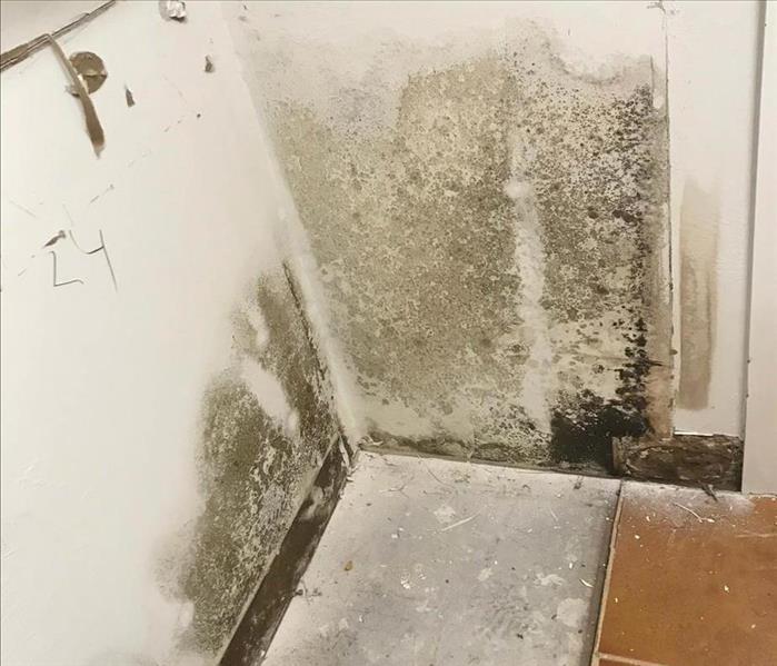 Mold growth on corner of a wall.