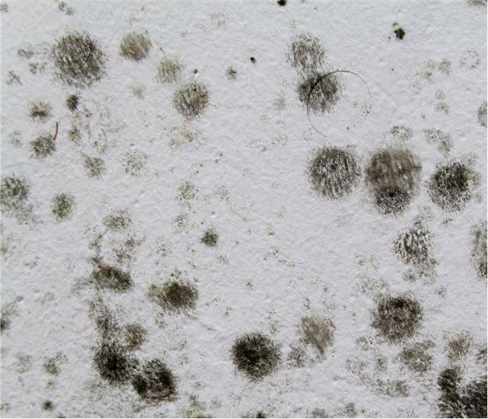 black spots of mold growth in a wall